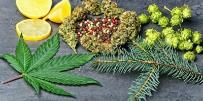 Terpenes Matter to the Medical Cannabis Industry
